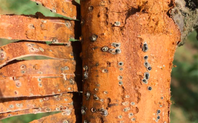 Hongos de la madera en cerezos: cómo identificar, prevenir y manejar estos patógenos