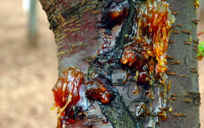 Tavan Chile: Innovación para el manejo de enfermedades de la madera en cerezos