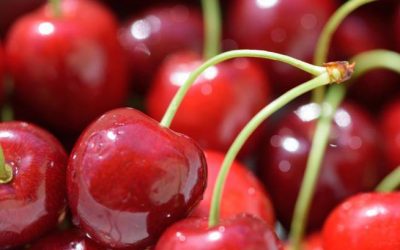 Sprint: Acelera color y azúcar en cerezos con mayor carga frutal