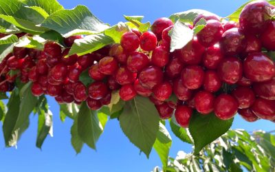 Cerezas: qué hacer postcosecha para recuperar óptimamente tus huertos 