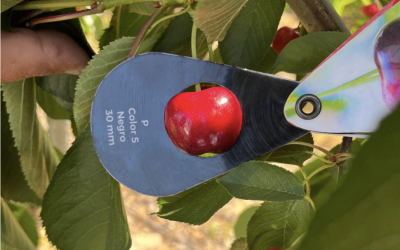 Ensayo confirma mejoras en calibre y rendimiento de cerezas Santina con DAYQUARK