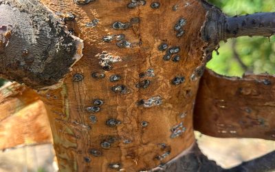 Nueva guía de campo busca facilitar la detección temprana del cáncer por Cytospora en cerezos