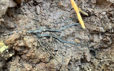 Tavan Chile presenta tercera guía de campo sobre Phytophthora sp. en cerezos