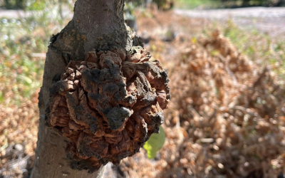Cómo identificar la agalla de cuello en terreno: guía práctica de Tavan Chile