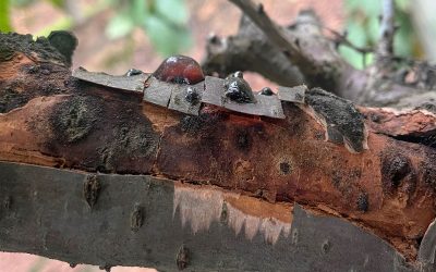Tavan presenta nueva guía de campo para identificar Calosphaeria pulchella en huertos