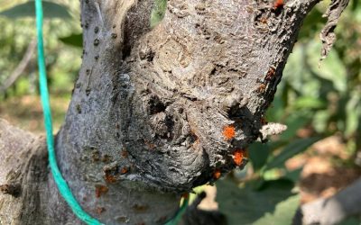 Guía de campo: cómo identificar Nectria en huertos de cerezos